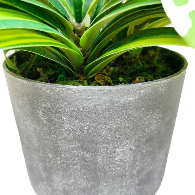 Garden Gyani Handmade Artificial Dracaena Reflexa Bonsai Plant with Pot – 30 cm Tall Faux Decorative Plant for Home & Office Décor | Realistic Indoor Greenery