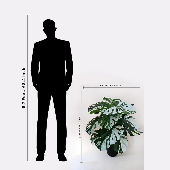 Garden Gyani Artificial Monstera Plant – 78.7 cm Tall with Black Pot | 18 Green & White Leaves | Realistic Faux Decorative Plant for Home, Office & Interior Décor