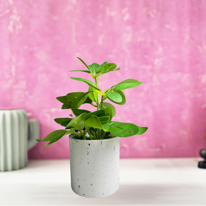 Garden Gyani Artificial Rubber Plant – Small Faux Potted Plant for Tabletop, Home, Bathroom & Office Décor | Indoor Decorative Greenery
