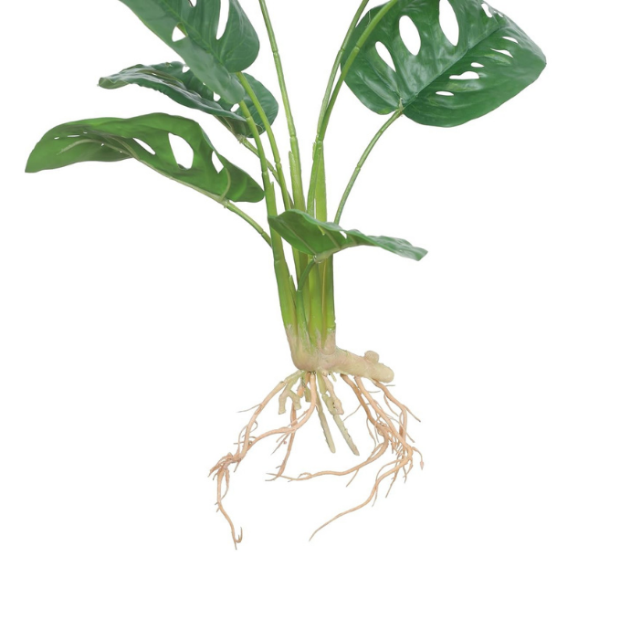 Garden Gyani Artificial Monstera Rubber Plant with Black Pot – 50 cm Tall Faux Indoor Greenery for Home Décor | Realistic Ornamental Plant
