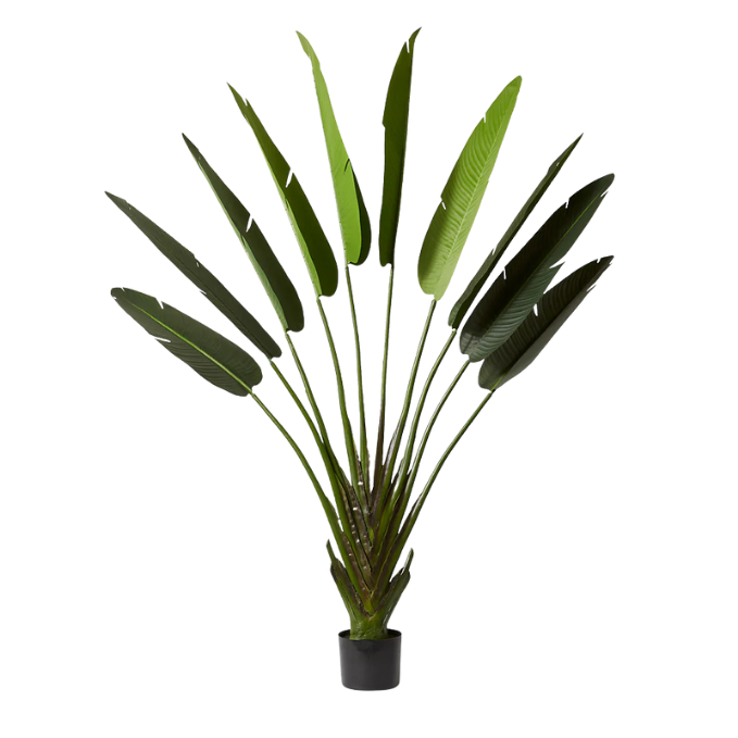 Garden Gyani 220cm Artificial Traveller Palm Tree with Pot – 9 Leaves Extra Tall Faux Tropical Indoor Plant for Home, Office & Hotel Décor