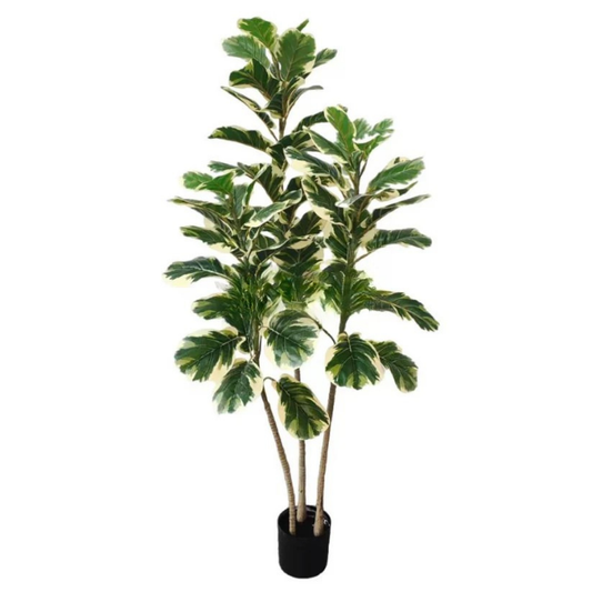 Garden Gyani Variegated Fiddle Leaf Fig – 150 cm Tall Artificial Plant with Pot | Lifelike Faux Indoor Decorative Greenery