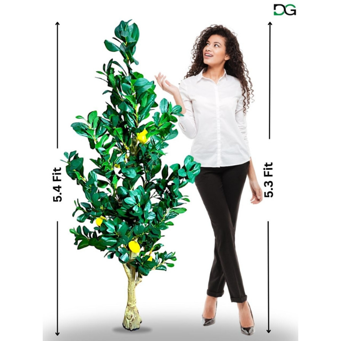Garden Gyani Natural Olive Silk Tree – 5.4 Feet Tall Lifelike Faux Green Olive Plant for Home, Office & Indoor Décor | Realistic Artificial Tree with Slender Trunk & Dense Leaves