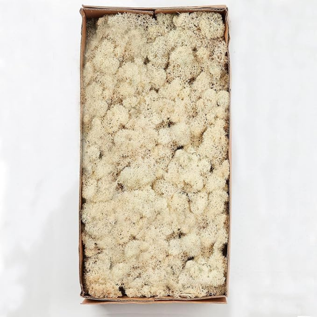 Premium White Preserved Reindeer Moss 1kg – Decorative Moss for Wall Art, Terrariums & Crafts