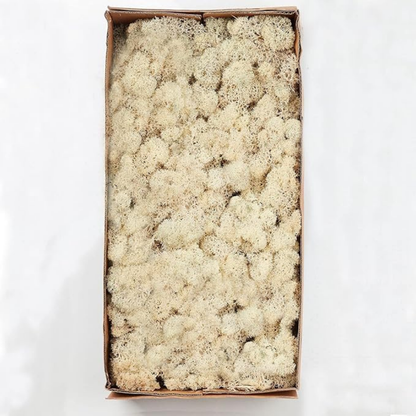 Premium White Preserved Reindeer Moss 1kg – Decorative Moss for Wall Art, Terrariums & Crafts