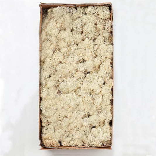 Premium White Preserved Reindeer Moss 1kg – Decorative Moss for Wall Art, Terrariums & Crafts