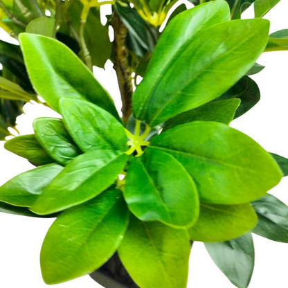 Garden Gyani Schefflera Artificial Potted Plant – 24 Inch Tall Faux Green Plant with 250+ Leaves & 2 Branches | Decorative Plastic Pot | Lifelike Indoor Plant for Home & Office Décor