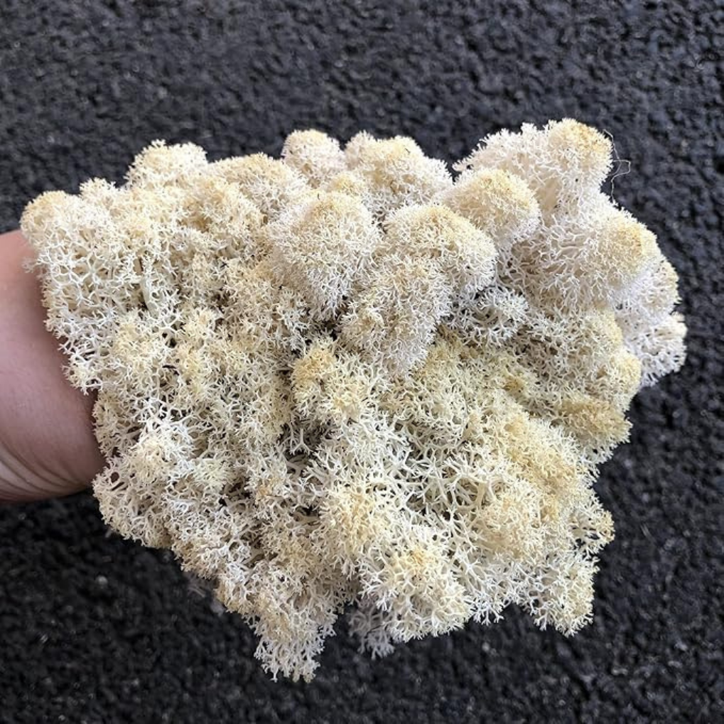 Premium White Preserved Reindeer Moss 1kg – Decorative Moss for Wall Art, Terrariums & Crafts