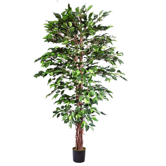 Garden Gyani 200cm Artificial Ficus Tree – Extra Tall Lifelike Faux Indoor Plant Without Pot for Home, Office & Event Décor