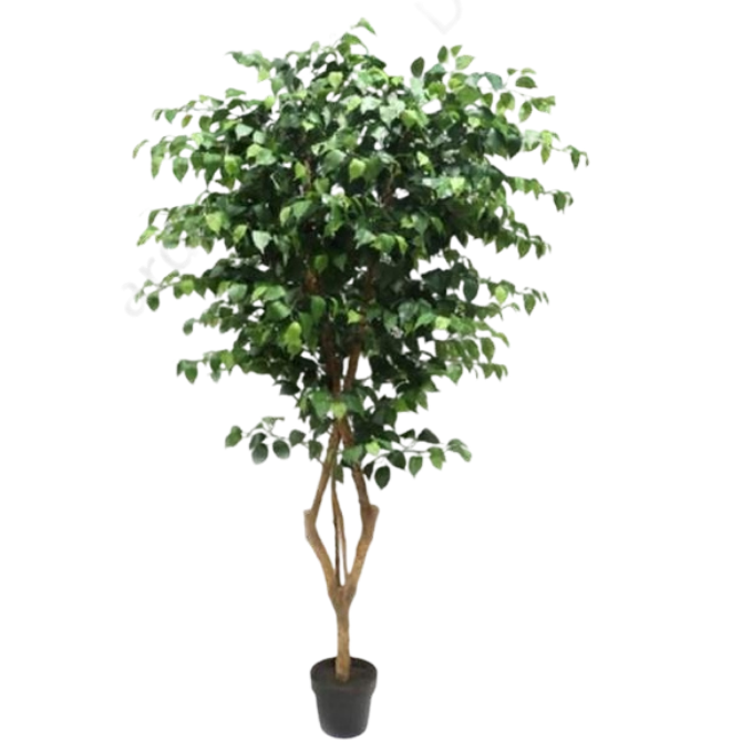 Garden Gyani 210cm Artificial Ficus Tree with Pot – Extra Tall Lifelike Faux Indoor Plant for Home, Office & Hotel Décor
