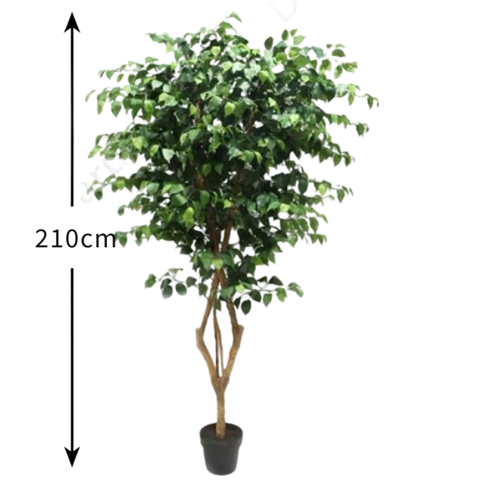 Garden Gyani 210cm Artificial Ficus Tree with Pot – Extra Tall Lifelike Faux Indoor Plant for Home, Office & Hotel Décor