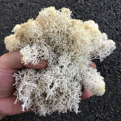 Premium White Preserved Reindeer Moss 1kg – Decorative Moss for Wall Art, Terrariums & Crafts