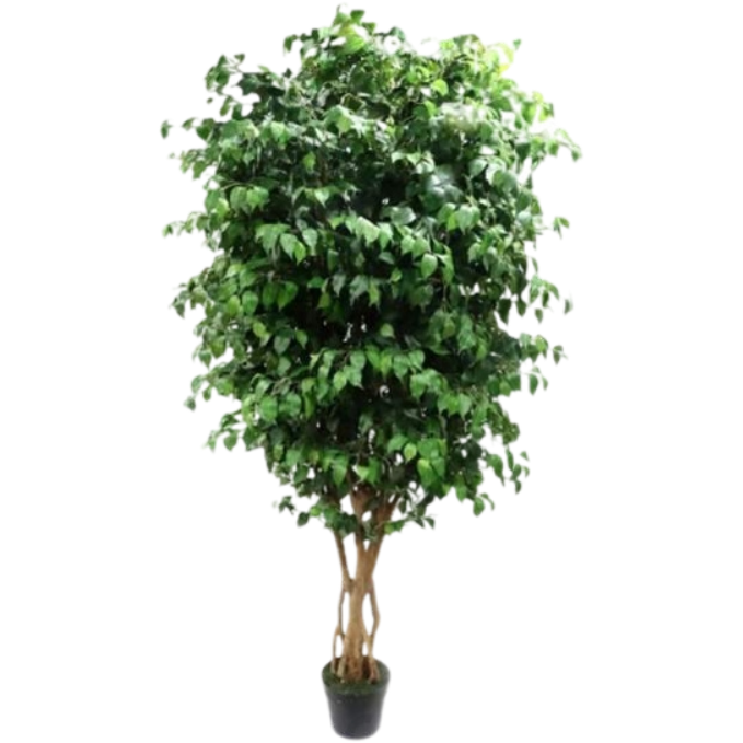 Garden Gyani 300cm Artificial Ficus Tree with Pot – Giant 10ft Lifelike Faux Indoor Tree for Homes, Hotels, Offices & Event Décor