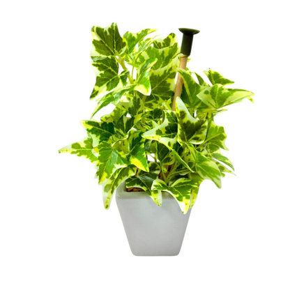 Garden Gyani Mini Artificial Wandering Plant – 19 cm Tall Faux Green Plant with Ceramic Vase | Indoor Decorative Plant for Home & Office Décor