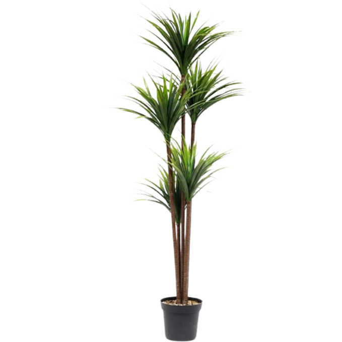 Garden Gyani Yucca Plant X5 – 180 cm Tall Artificial Plant | Lifelike Faux Tropical Greenery for Home & Office Décor