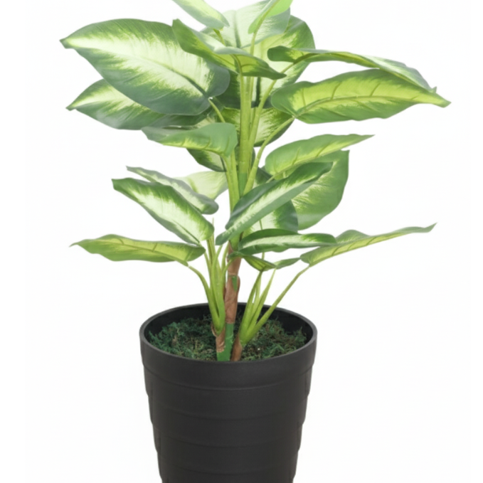 Garden Gyani Real Touch Dieffenbachia Artificial Plant (Without Pot) – Lifelike Decorative Green Plant for Home & Office Décor