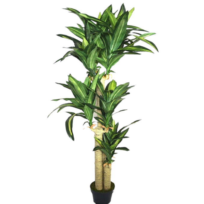 Garden Gyani Cordyline X3 Green – 170 cm Tall Artificial Plant with Pot | Lifelike Faux Tropical Greenery for Home & Office Décor