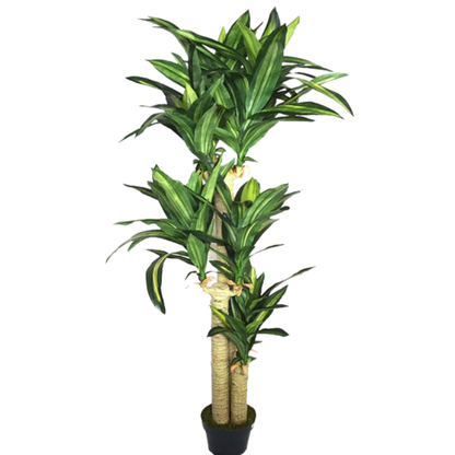 Garden Gyani Cordyline X3 Green – 170 cm Tall Artificial Plant with Pot | Lifelike Faux Tropical Greenery for Home & Office Décor
