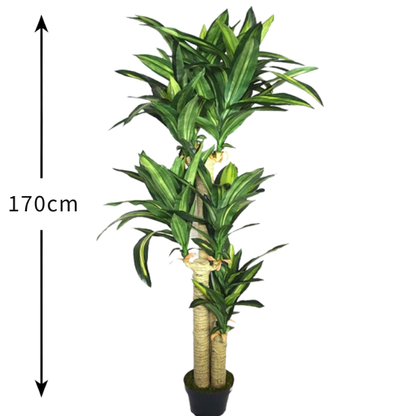 Garden Gyani Cordyline X3 Green – 170 cm Tall Artificial Plant with Pot | Lifelike Faux Tropical Greenery for Home & Office Décor