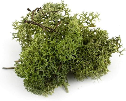 Garden Gyani Preserved Reindeer Moss – Deep Green | Natural Moss for Crafts, Terrariums, Wall Art & DIY Decor