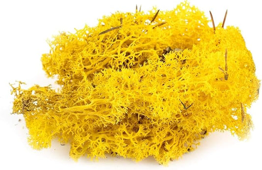Garden Gyani Preserved Reindeer Moss – Yellow | Natural Craft Moss for DIY, Floral Decor, Terrariums & Wall Art
