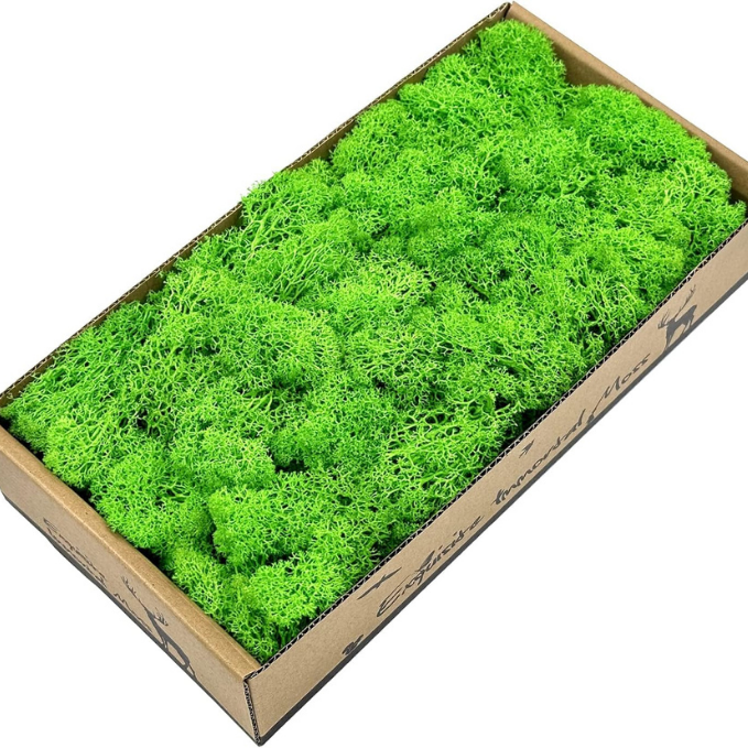 Garden Gyani Preserved Reindeer Moss – Light Green | Bulk Pack | Natural Moss for Crafts, Wall Art, Terrariums & Home Decor