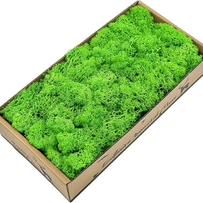 Garden Gyani Preserved Reindeer Moss – Light Green | Bulk Pack | Natural Moss for Crafts, Wall Art, Terrariums & Home Decor