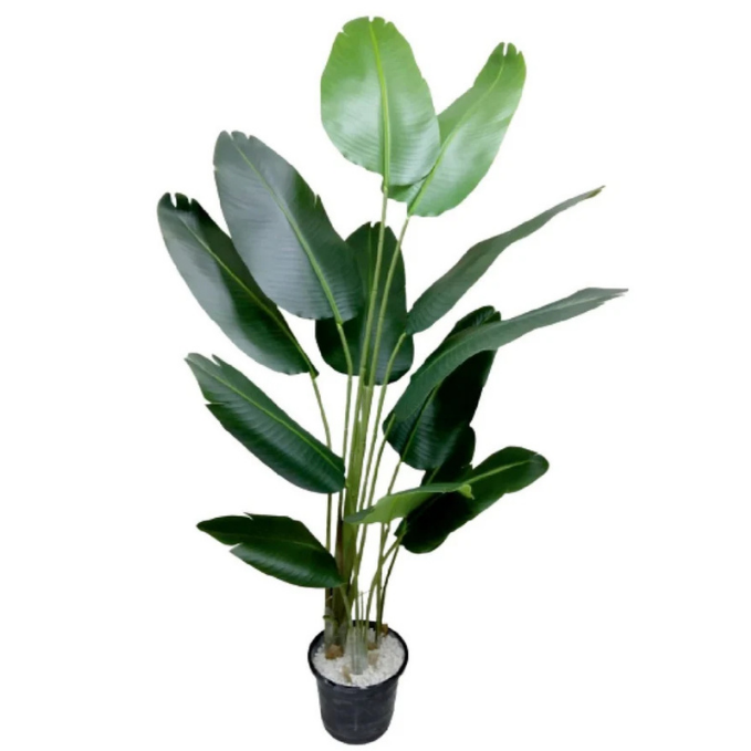 Garden Gyani Artificial Traveller Palm – 180CM Tall Faux Palm Tree with 12 Lush Leaves | Without Pot | Decorative Tropical Plant for Home, Office & Events