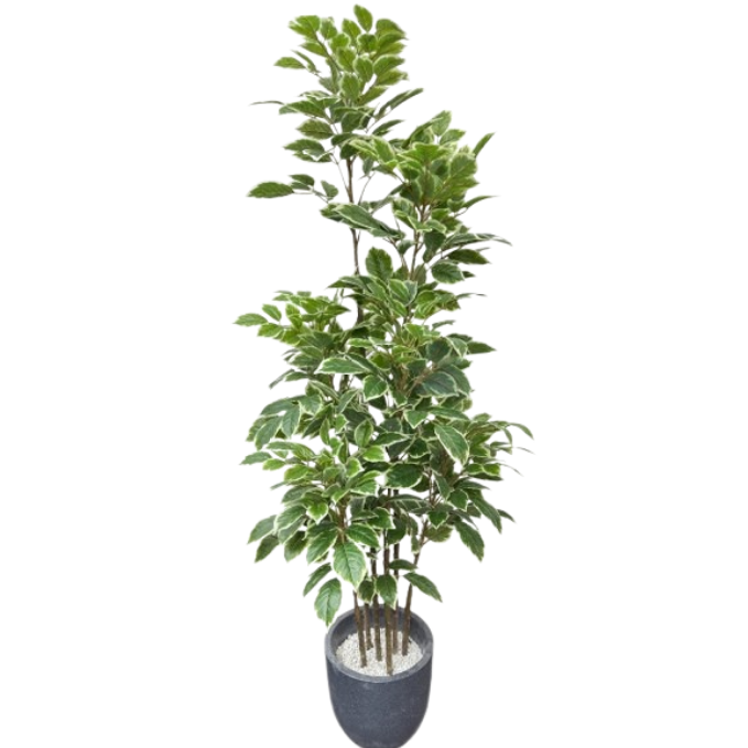 Garden Gyani Artificial Red Machira Variegated Plant – 180CM Tall Faux Tree Without Pot | Decorative Statement Plant for Home, Office & Events