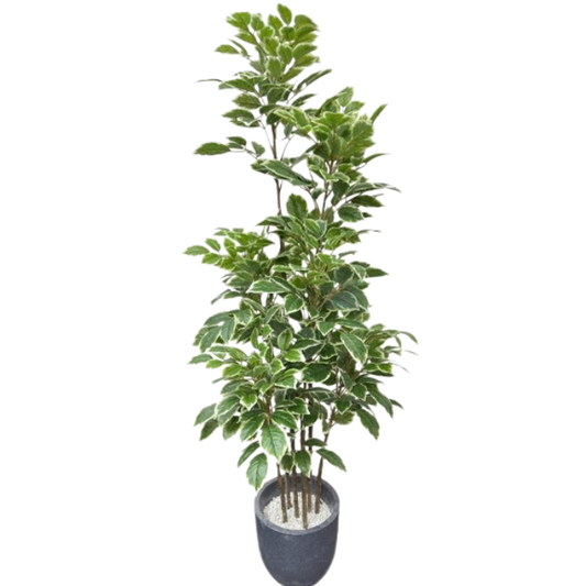 Garden Gyani Artificial Red Machira Variegated Plant – 180CM Tall Faux Tree Without Pot | Decorative Statement Plant for Home, Office & Events