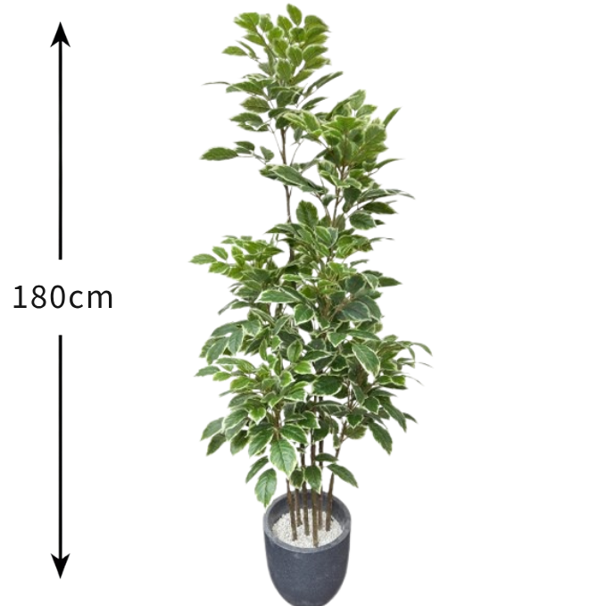 Garden Gyani Artificial Red Machira Variegated Plant – 180CM Tall Faux Tree Without Pot | Decorative Statement Plant for Home, Office & Events