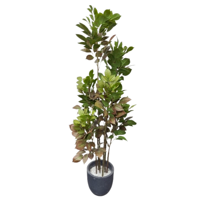 Garden Gyani Artificial Red Machira Plant – 180CM Tall Faux Tree Without Pot | Bold Decorative Plant for Home, Office & Event Décor