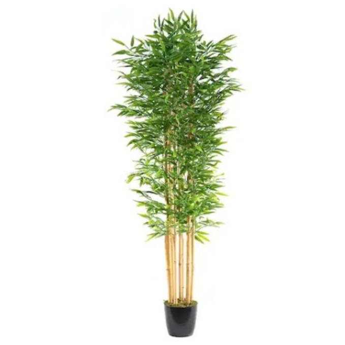 Garden Gyani 180cm Semi-Natural Bamboo Plant with Pot – 6ft Real-Trunk Faux Indoor Bamboo Tree for Home, Office & Zen Décor