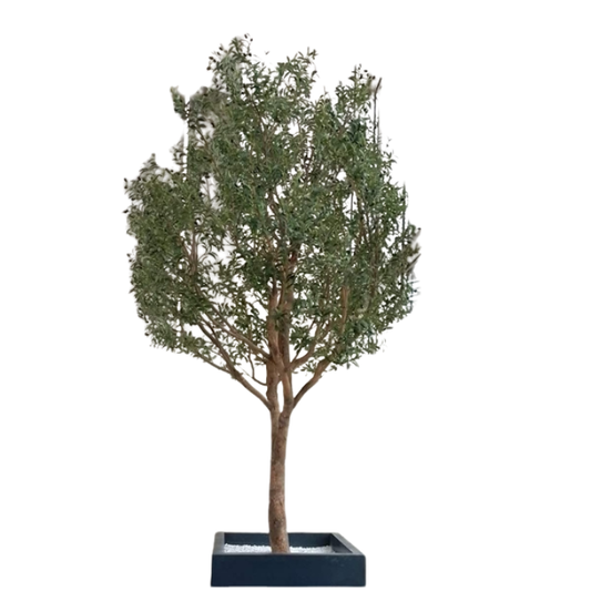Garden Gyani 10ft Preserved Olive Tree – Authentic Natural Indoor Tree for Luxury Home, Office & Hotel Décor
