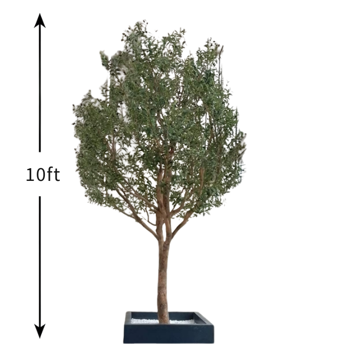 Garden Gyani 10ft Preserved Olive Tree – Authentic Natural Indoor Tree for Luxury Home, Office & Hotel Décor