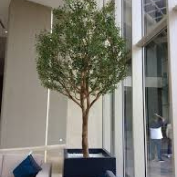 Garden Gyani 10ft Preserved Olive Tree – Authentic Natural Indoor Tree for Luxury Home, Office & Hotel Décor