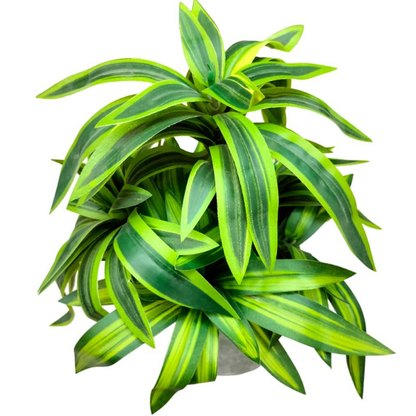 Garden Gyani Handmade Artificial Dracaena Reflexa Bonsai Plant with Pot – 30 cm Tall Faux Decorative Plant for Home & Office Décor | Realistic Indoor Greenery