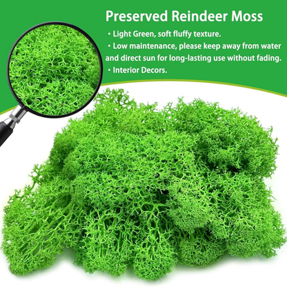 Premium Reindeer Moss 1kg – Decorative Preserved Green Moss for Wall Art, Terrariums & Crafts