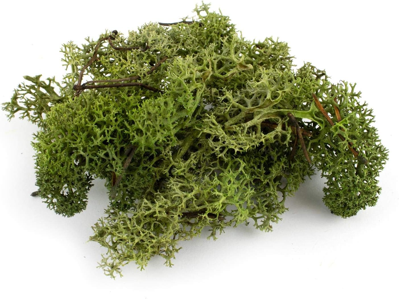 Decorative Reindeer Moss / Lichen Moss 1kg – Natural Green Craft & Décor Moss