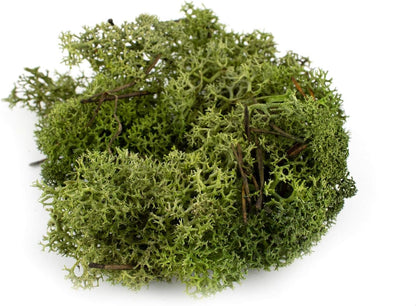 Decorative Reindeer Moss / Lichen Moss 1kg – Natural Green Craft & Décor Moss