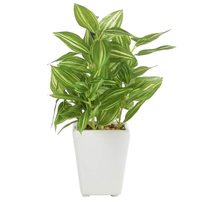 Garden Gyani Mini Artificial Hypoestes Plant with Ceramic Vase – 19 cm Tall Faux Green Indoor Plant for Home & Office Décor | 72 Leaves | Realistic & Maintenance-Free
