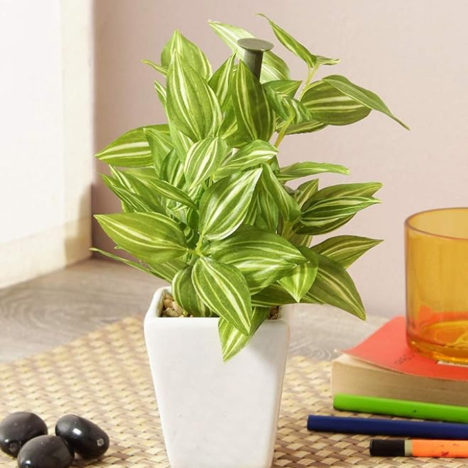 Garden Gyani Mini Artificial Hypoestes Plant with Ceramic Vase – 19 cm Tall Faux Green Indoor Plant for Home & Office Décor | 72 Leaves | Realistic & Maintenance-Free