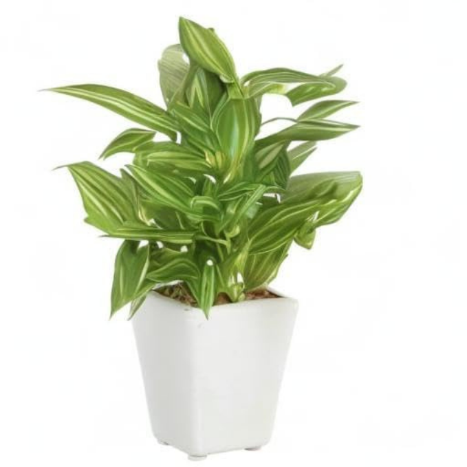 Garden Gyani Mini Artificial Hypoestes Plant with Ceramic Vase – 19 cm Tall Faux Green Indoor Plant for Home & Office Décor | 72 Leaves | Realistic & Maintenance-Free
