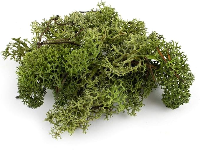 Garden Gyani Preserved Reindeer Moss – Deep Green | Natural Moss for Crafts, Terrariums, Wall Art & DIY Decor