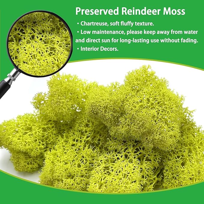 Garden Gyani Preserved Reindeer Moss – Yellow | Natural Craft Moss for DIY, Floral Decor, Terrariums & Wall Art