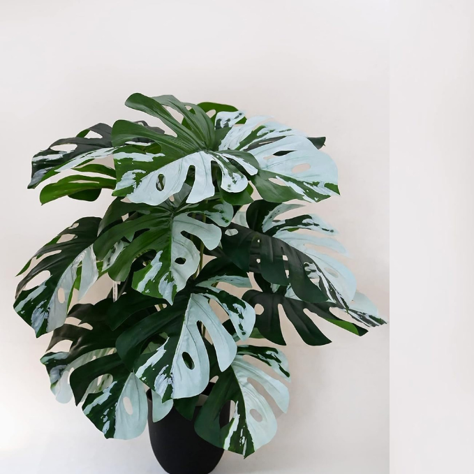 Garden Gyani Artificial Monstera Plant – 78.7 cm Tall with Black Pot | 18 Green & White Leaves | Realistic Faux Decorative Plant for Home, Office & Interior Décor