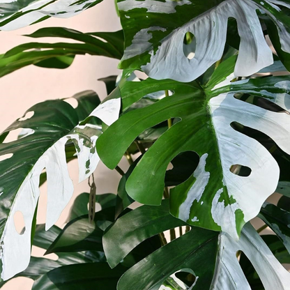 Garden Gyani Artificial Monstera Plant – 78.7 cm Tall with Black Pot | 18 Green & White Leaves | Realistic Faux Decorative Plant for Home, Office & Interior Décor