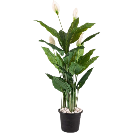 Garden Gyani Artificial Peace Lily Plant 150cm with Pot – Decorative Indoor Flowering Floor Plant