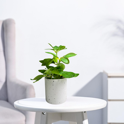 Garden Gyani Artificial Rubber Plant – Small Faux Potted Plant for Tabletop, Home, Bathroom & Office Décor | Indoor Decorative Greenery