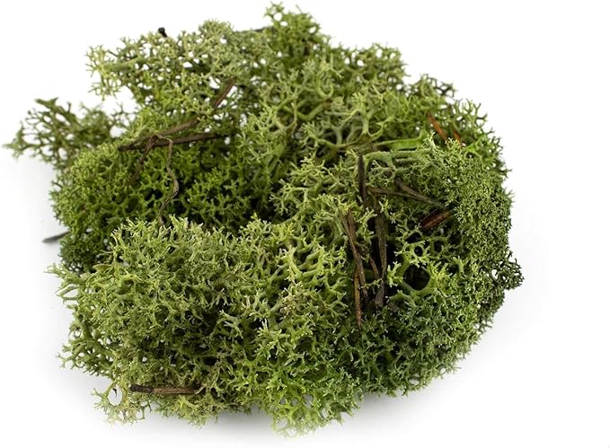 Garden Gyani Preserved Reindeer Moss – Deep Green | Natural Moss for Crafts, Terrariums, Wall Art & DIY Decor